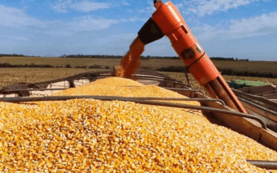 Produção de etanol de milho cresce no país e coloca MS entre os maiores produtores