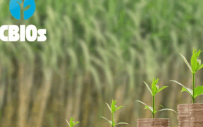 Governo intensifica cerco a distribuidoras inadimplentes e mercado de CBios reage