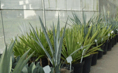 Como é a pesquisa que usa planta da tequila para produzir etanol