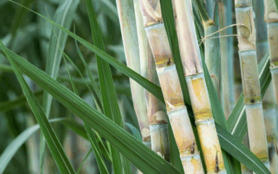 Petróleo verde? Cana-de-açúcar desponta como opção de produto sustentável e coloca o Brasil na liderança mundial da bioenergia